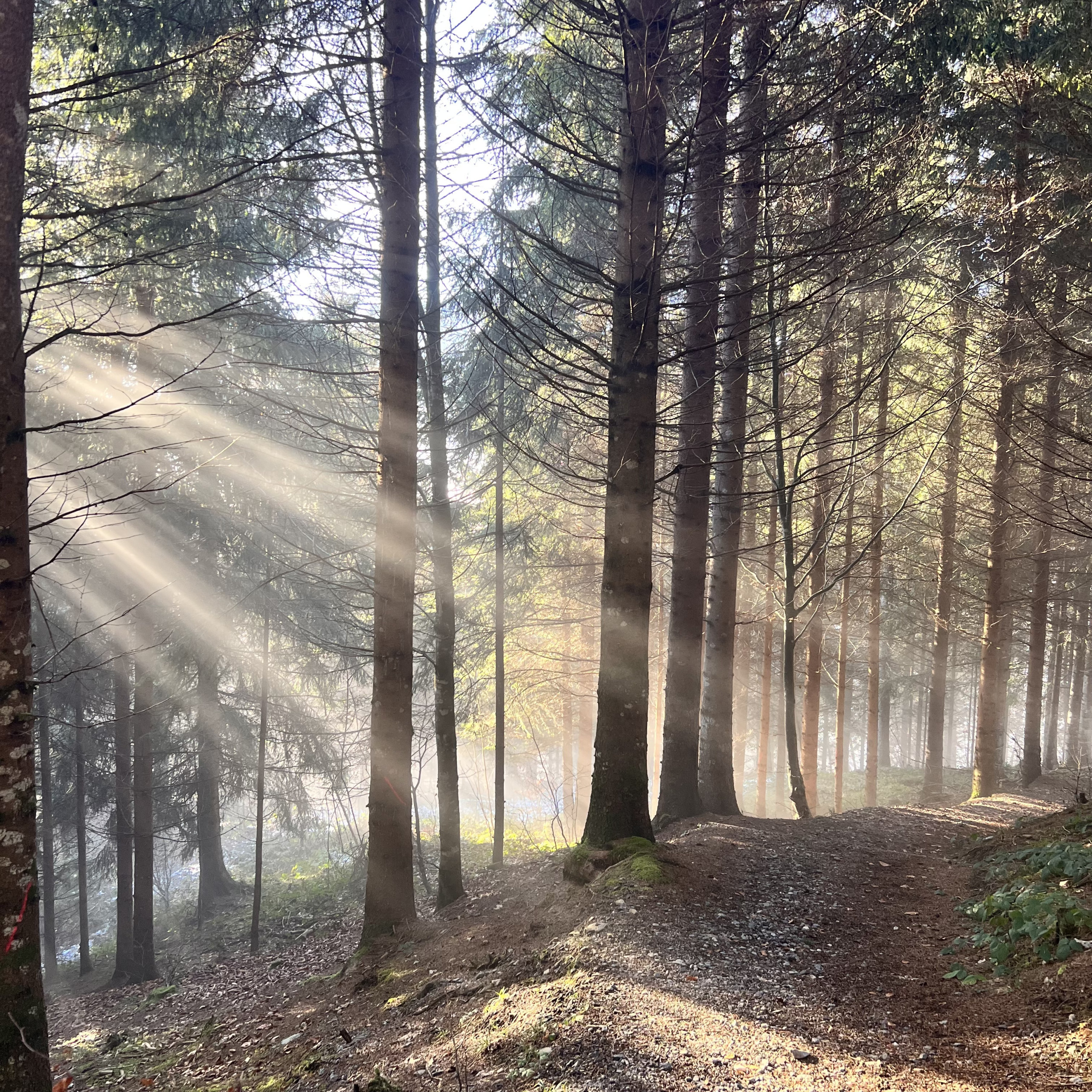 wald-lichtstrahl.jpeg