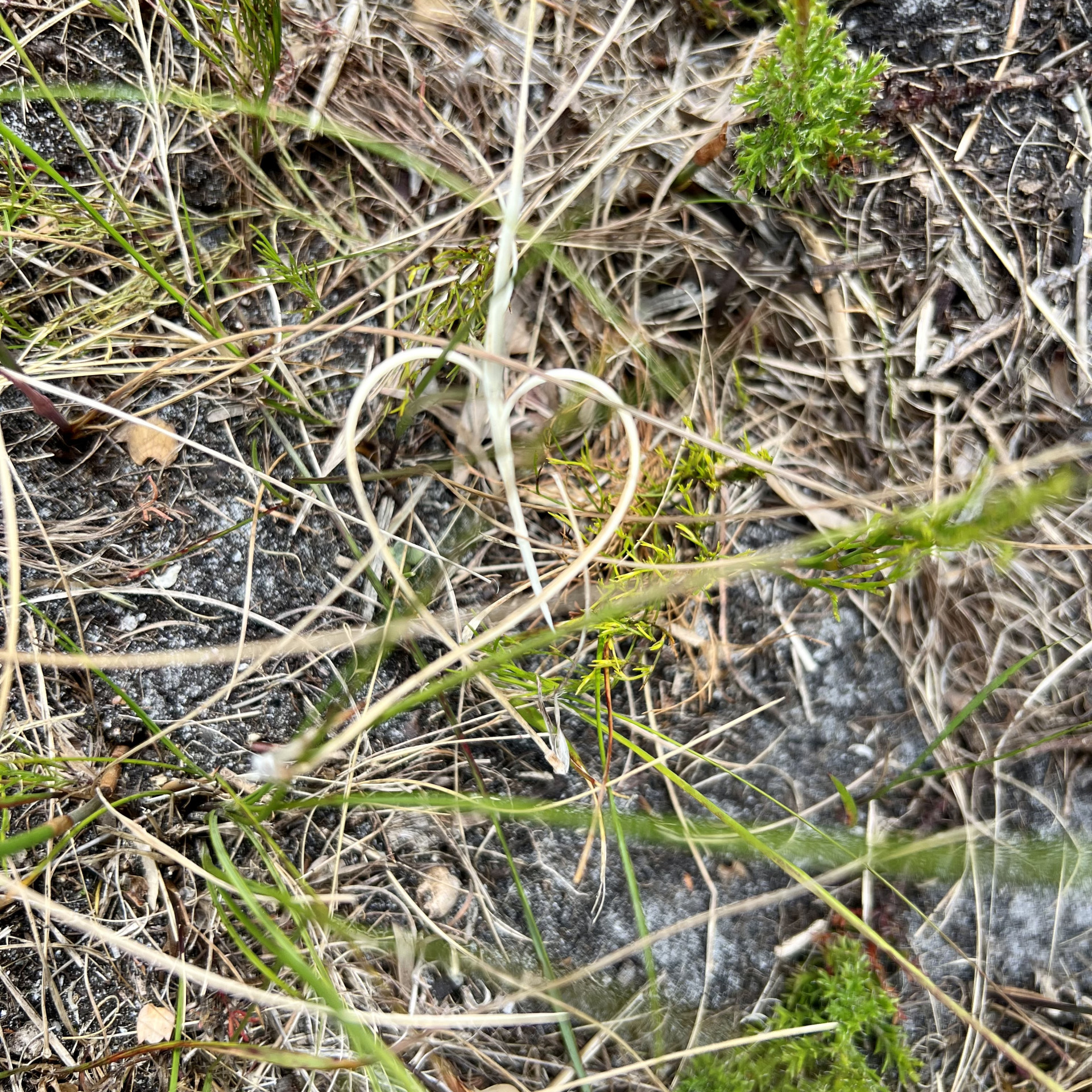 herz:natur.jpeg