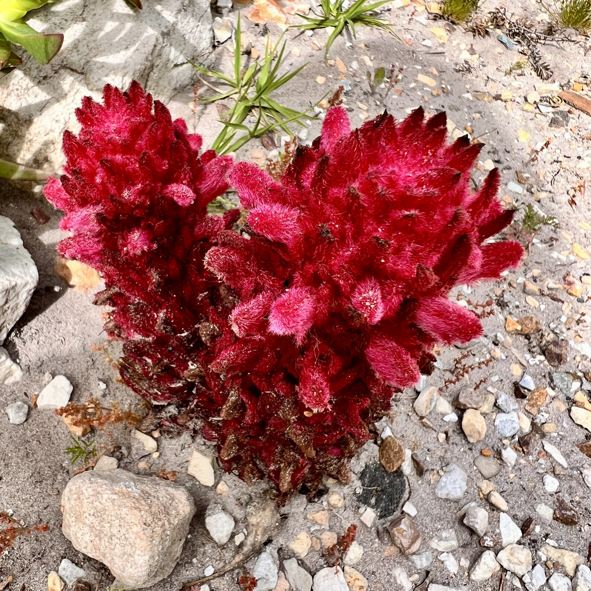 herzblume.jpeg