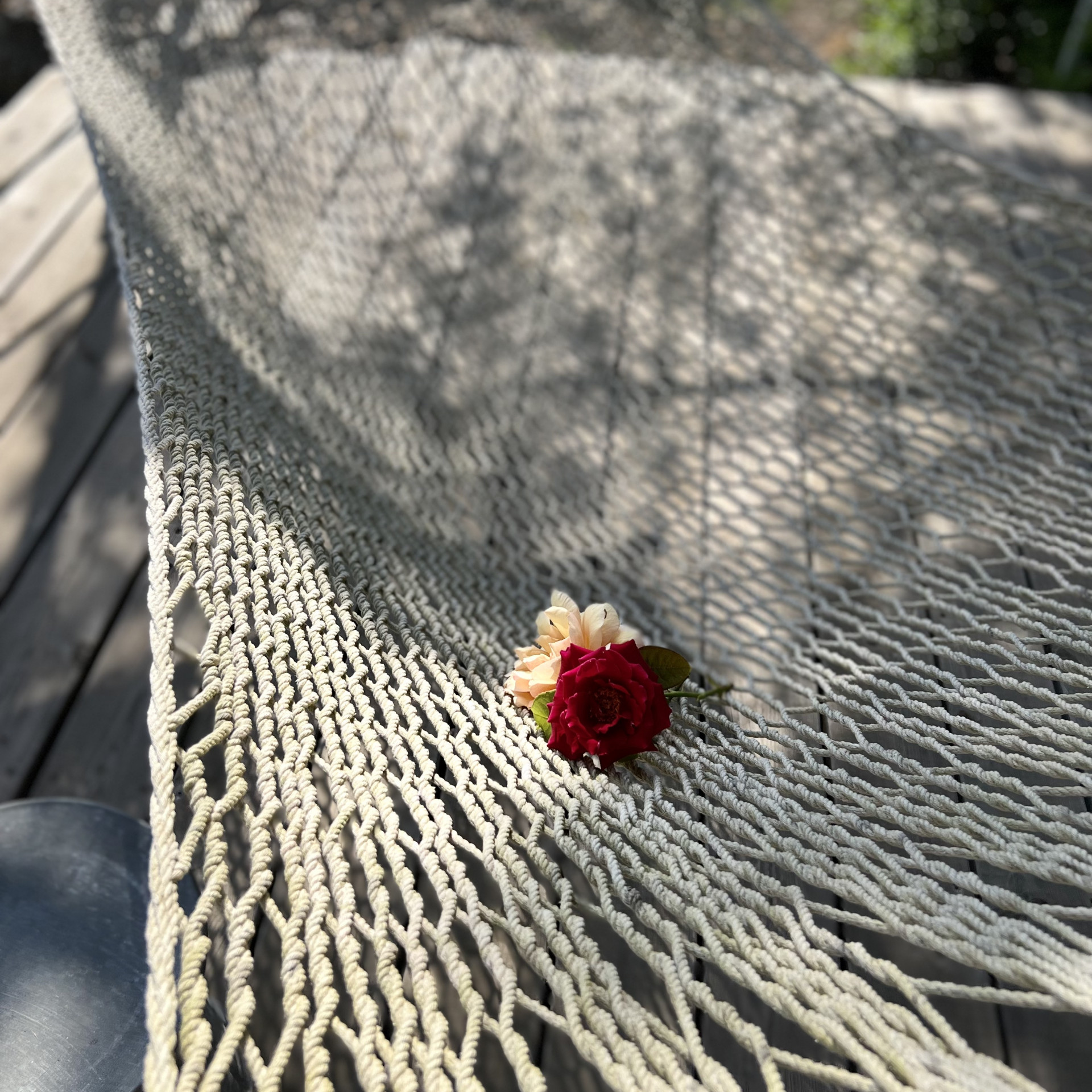img_8265.jpeg